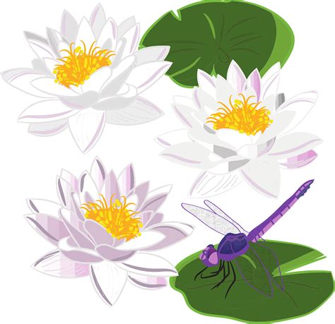 Teratai Bunga Bakung Gambar Vektor Gratis Di Pixabay