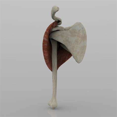 Shoulder Joint With Texture 3d Model Cgtrader
