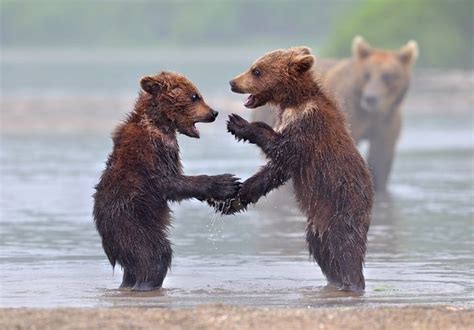 Adorable Bear Photography From Russia Funny Bears Bear Cubs Cute