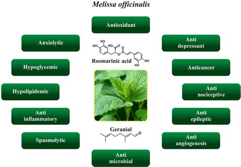 Various Health Properties Of The Melissa Officinalis Download