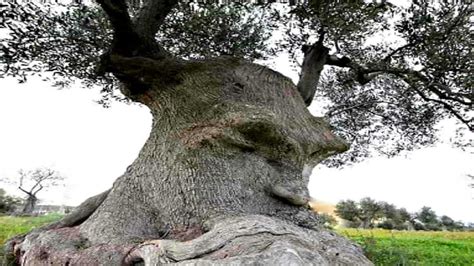 20 Bizarre Trees With Faces Youtube