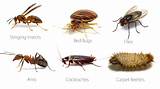 Types Of Home Pests