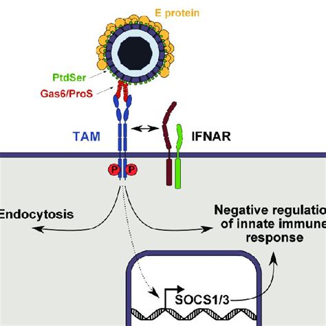 Hypothetical Model For Flavivirus Recognition By Tim And Tam Receptors