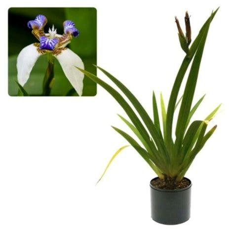 Jual Tanaman Iris Northiana Di Lapak Mahameru Flora Bukalapak