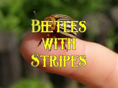 36 Common Beetles With Stripes Pictures And Identification