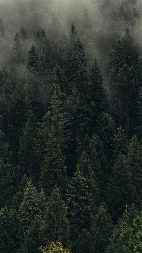 Download Foggy Pine Forest Iphone Wallpaper