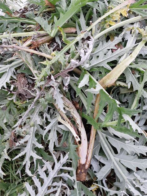 Foglie esterne, gambi e puntine delle foglie interne, finiscono direttamente dentro alla spazzatura ma noi abbiamo pagato. Carciofo: come coltivarlo - Passione in verde