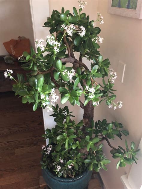 Jade Tree Flowering Inherited It 6 Years Ago Went Through Some