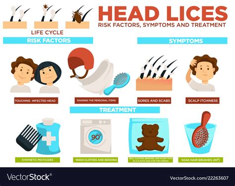 Head Lice Risk Factors Symptoms And Treatment Vector Image