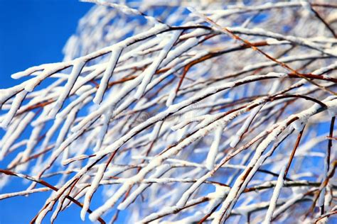 Tree Branches Covered With Snow Stock Image Image Of Macro Close