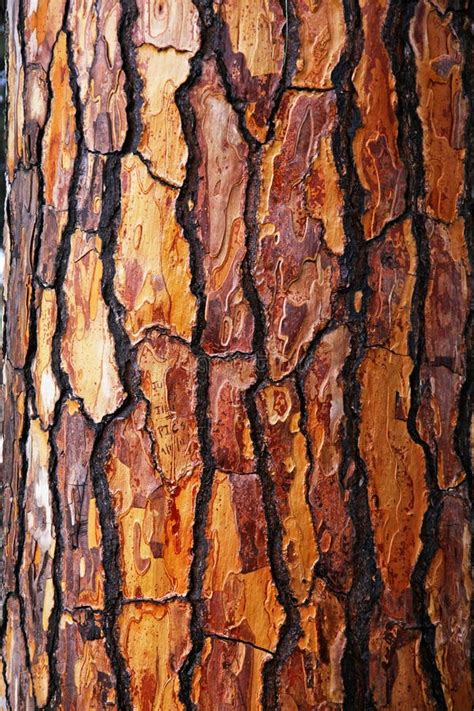 Brown Tree Bark