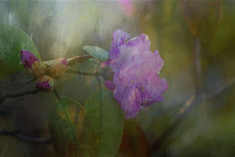 Spring Fantasy Photograph By Denise Harty Fine Art America
