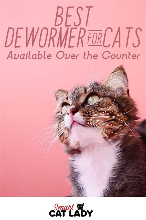 Best Dewormer For Cats Available Over The Counter Cat