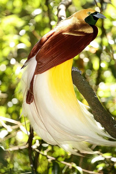 10 Amazingly Colourful Birds of Paradise - Owlcation