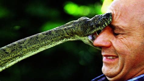 10 Deadliest Snakes In The World Youtube