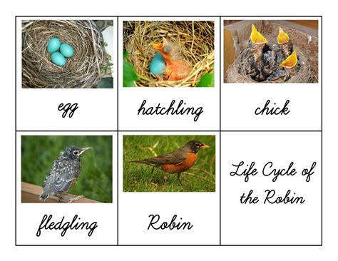 Hatch your own chicken eggs in just 21 days and keep track of the amazing. Free Printable - Life Cycle of the Robin | Life cycles ...