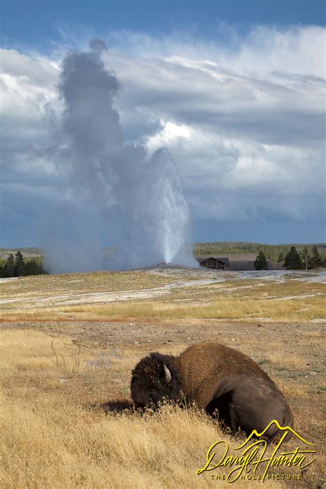 Bull Bison Old Faithful Yellowstone National Park The