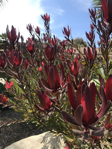 One Leucadendron Safari Sunset 1gal Live Rooted Plant Etsy Uk