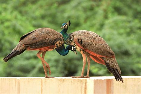 12 Colorful Peacock Facts