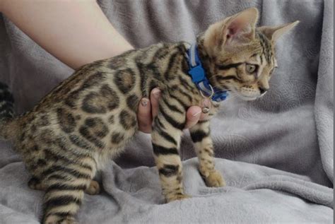 Bengal Cats For Sale Fort Worth Tx 329399 Petzlover