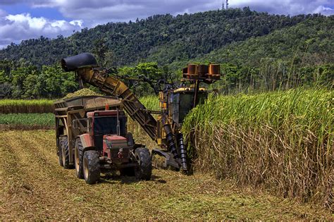 Sugar Cane Production In Zambia Africa Agriculture Insight