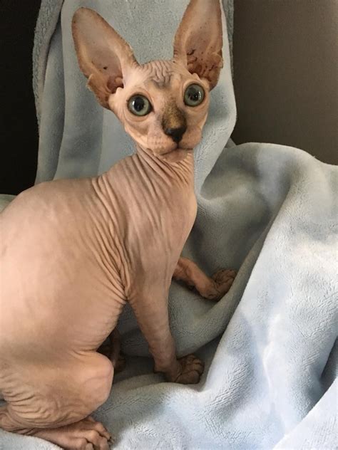 Sphynx Cats For Sale Bowie Md 284492 Petzlover