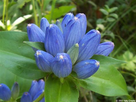 Gentiana Andrewsii Bottle Gentian Minnesota Wildflowers