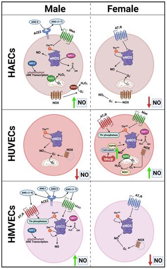 Cells Free Full Text Tissue Derivation And Biological Sex Uniquely Mediate Endothelial Cell