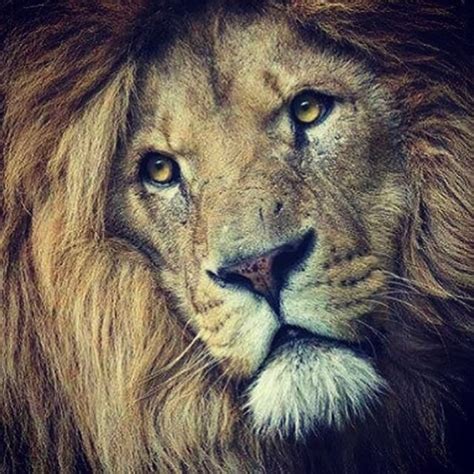 17 Best Images About Cecil The Lion On Pinterest Minnesota The Lion