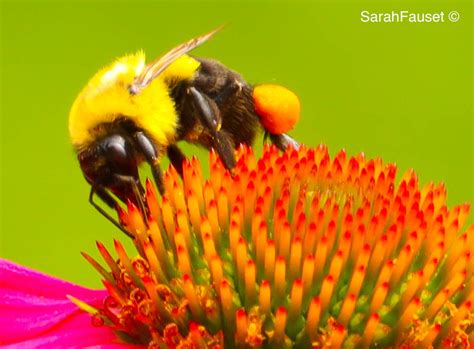 Bee On Flower Sarah Fauset Photography