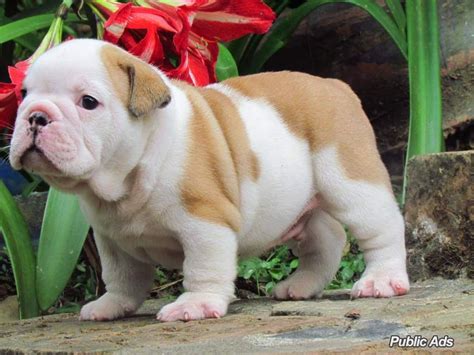 Bulldogge puppies for sale here! Cute English Bulldog puppies in Queenstown