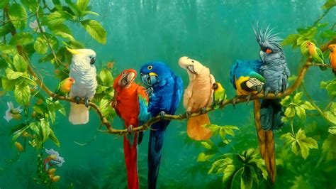 Colorful Macaw Parrot Bird Fauna Ecosystem Beak Common Pet