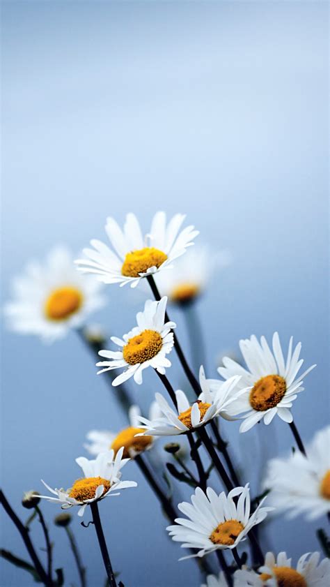 White Daisies Flowers Iphone Wallpapers Free Download