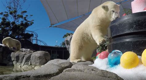 Sea Worlds Polar Bear Cub Mishka Celebrates Her First Birthday Parkz