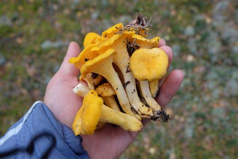 Three Edible Wild Mushrooms And 5 To Avoid