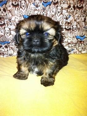 Shih tzu's sweet face and gentle, loving disposition has made him, not only a favorite pampered pet but a helpful therapy dog. Cute AKC Shih-tzu puppy for sale 6 Weeks Old for Sale in Perry, Oklahoma Classified ...