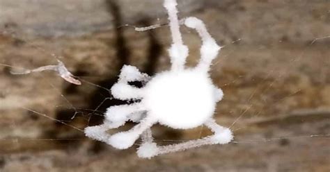 zombie spiders mysterious facts and characteristics learn about nature