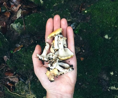 The Beginners Guide To Mushroom Hunting