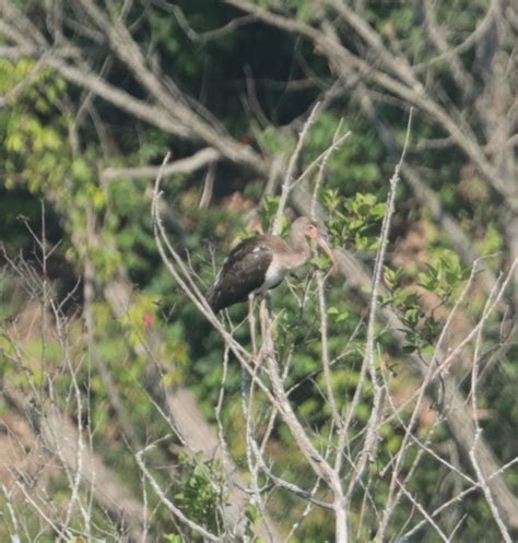 Ebird Checklist Jul Stauffer S Marsh Nature Preserve Species