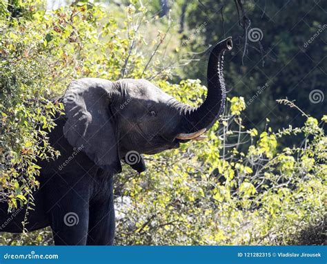 African Elephant Loxodonta Africana In Bushy Bushes Chobe National