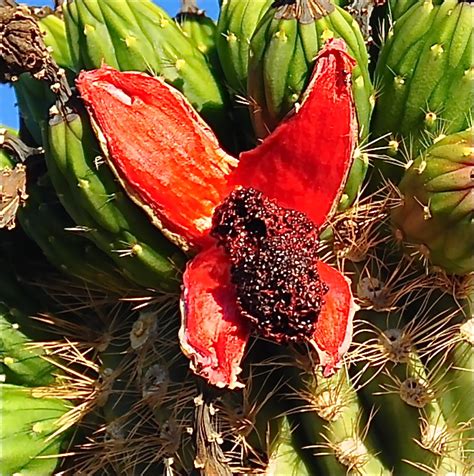 Finding Arizona Red Flowers Of The Saguaro Cactus