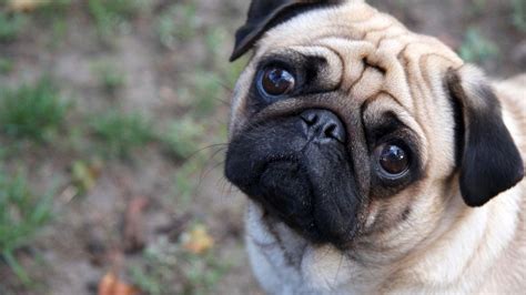 Pug Dog Wallpapers Top Free Pug Dog Backgrounds Wallpaperaccess