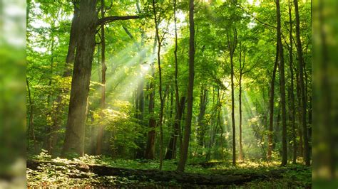 International Day Of Forests 10 Reasons Why Forest Conservation Is