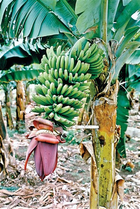 Plants And Seedlings Gros Michel Banana Plant Rare Variety Live Plant Plants Seeds And Bulbs Home