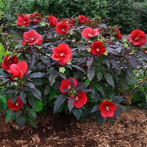 Red Hibiscus Can Grow Between 3 And 8 Feet Tall And 3 To 5 Feet In Width Flowers Perennials