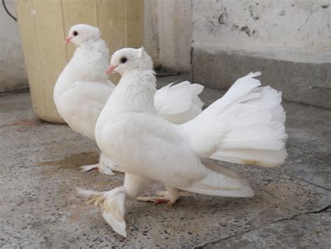 White Lakay Pigeon Pets
