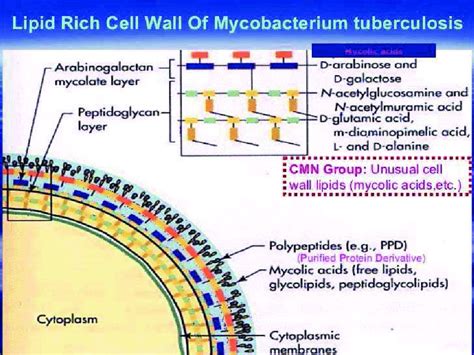 Shows The Cell Wall Components Of Mycobacterium Download Scientific