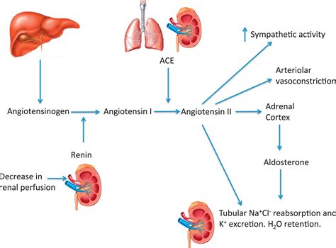 Increased Aldosterone Mechanism Of Hypertension In Obesity Seminars