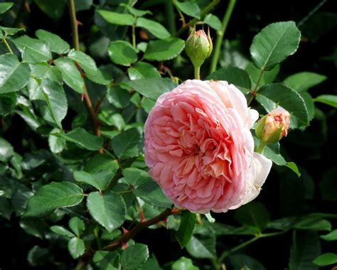 Hoa Hồng Abraham Darby Rose Màu Cam Mơ Dễ Chăm Sóc