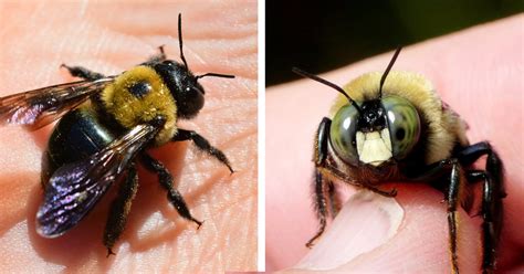 Male Vs Female Carpenter Bees Whats The Difference Best Bee Brothers